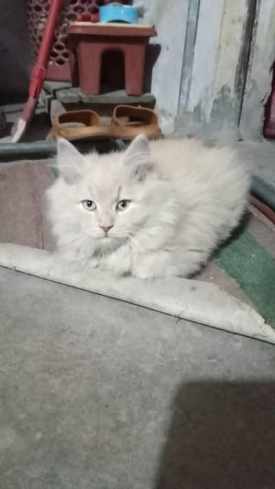 persian male for sell