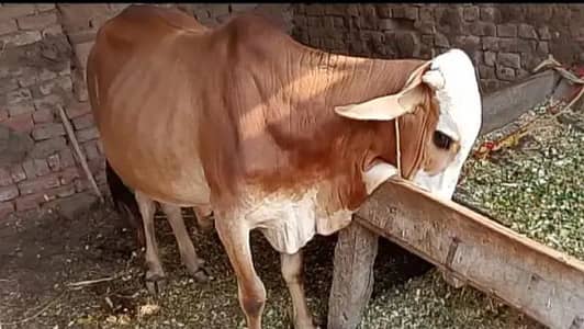 Wacha 2 Dant For sale