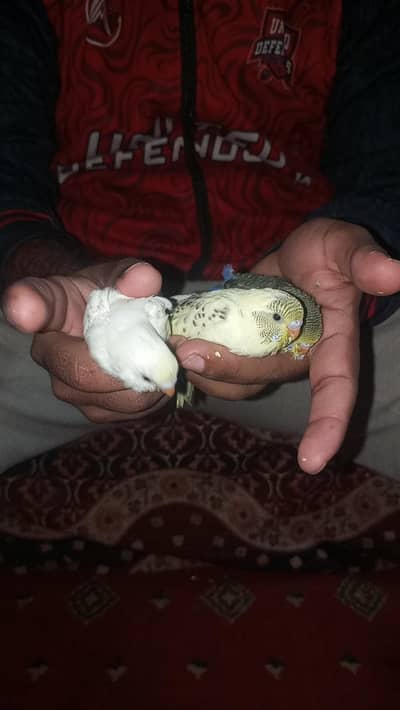 Budgies Chicks Australian Parrot Chicks Best for Hand Tame