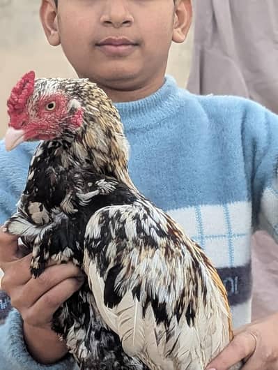 Pure Breed Male Hen – Active & Healthy