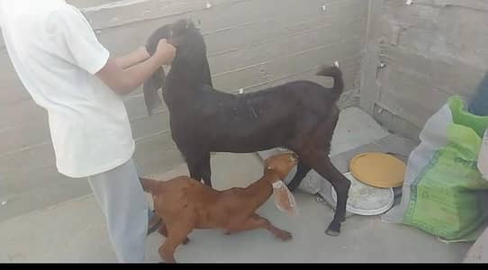 2 bakriyan bacho ky sath 1 dumbi 7 month ki for sale hai