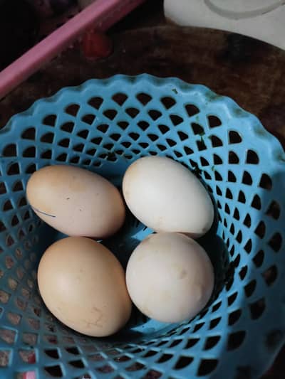 mian wali aseel eggs