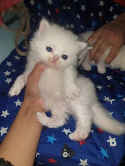 persia trriple coat punch face