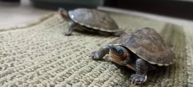 (land/water) red-bellied short-neck turtle (pair of 2)