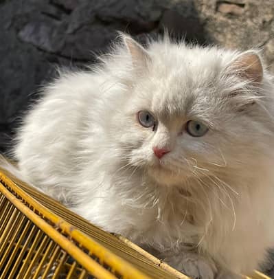 Persian Top Quality Blue Eyes Triple Cote
