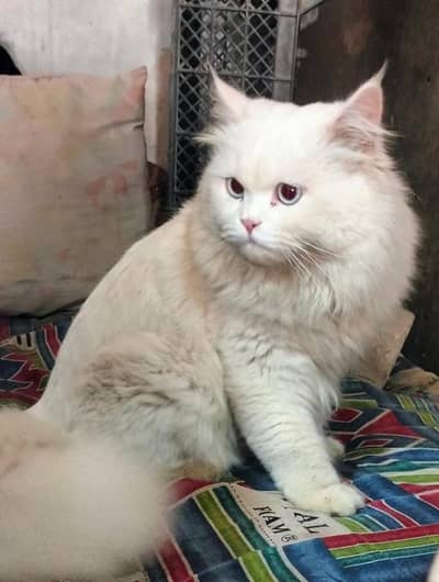 white persian cat