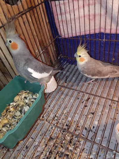 Tamed Coctail parrot