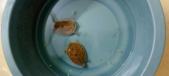 (land/water) red-bellied short-neck turtle