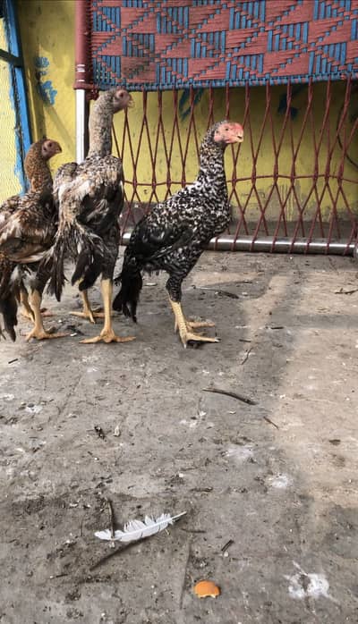 Indian parrots beak Tamil Nadu