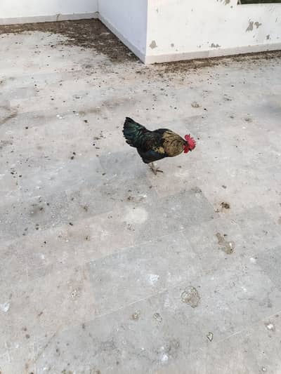 Murchison murghaa for urgent sale