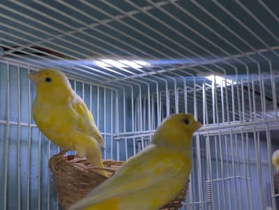 Water slager Canary Breder pair. | Singing canary | Gloster