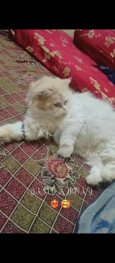 Persian cat