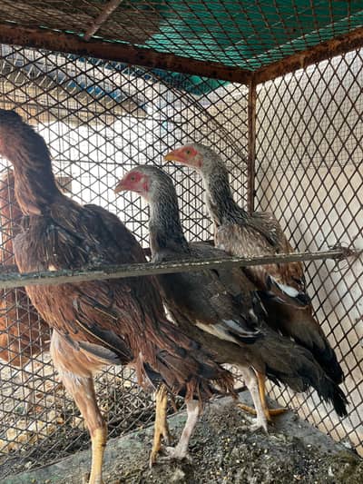 Desi murgiyan for sale