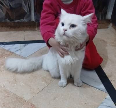 Persian male cat 1.5 y/o