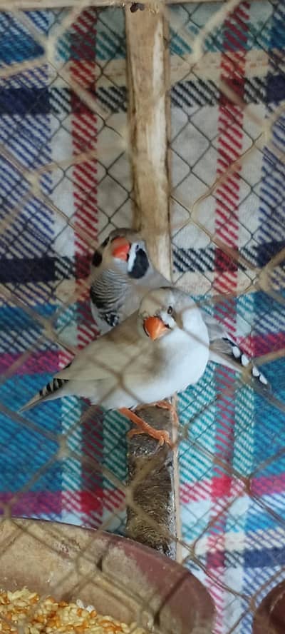 finches breeder pair