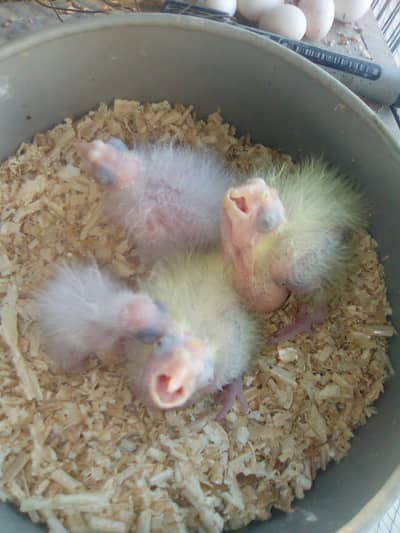 Cocktail Chicks for handtamed