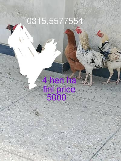 Urgent sale sirf lany Waly rabta kry 0315,5577554