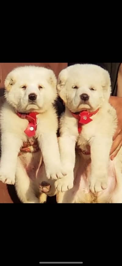 Alabai nasal 2.5 months