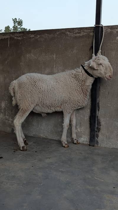 qurbani 2026 dumbay available in Karachi