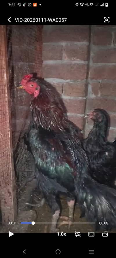 desi aseel thai price 7000