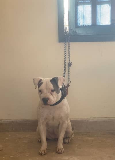 American bully female