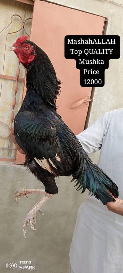 only call WhatsApp number ASEEL murga