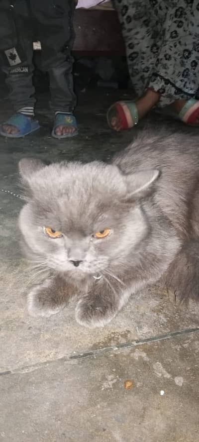 British shorthair cat for sale