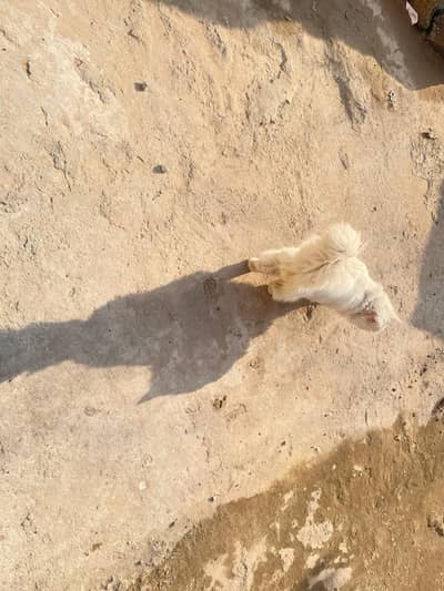 white mail long coat