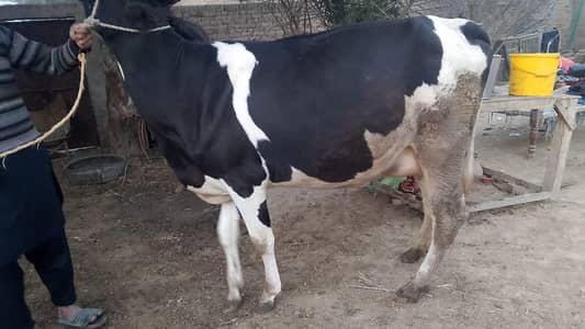 cow for sale