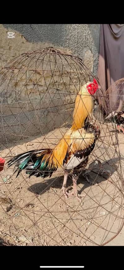 high quality jawa patha