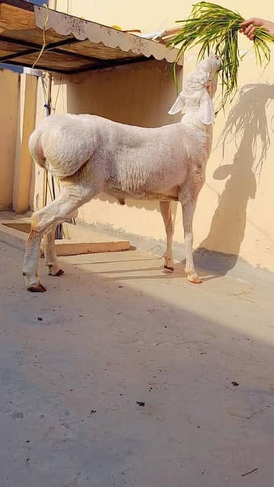 turkey chaki wala dumba