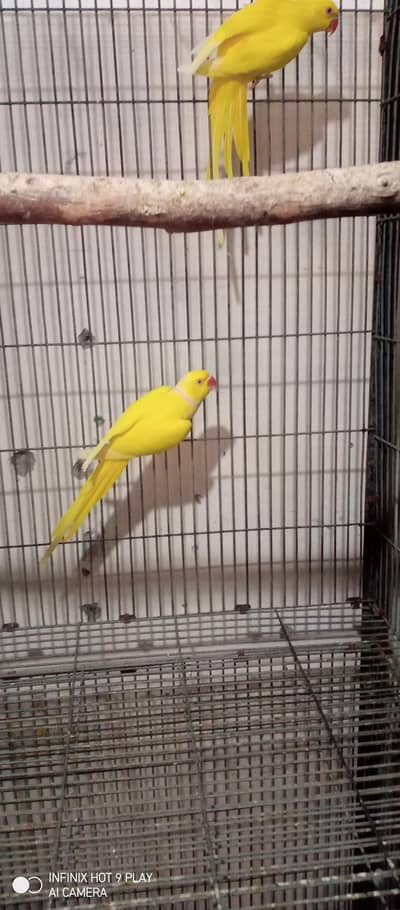 yellow ringneck breeder pairs/ conure breeder pair