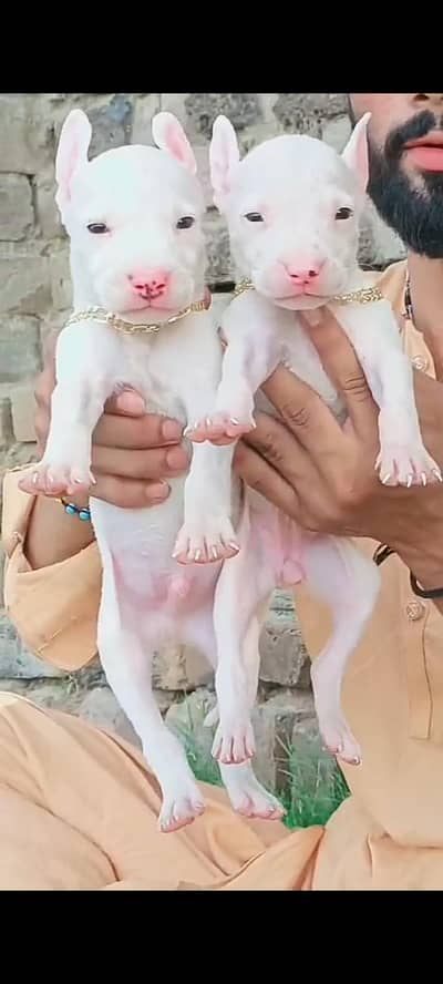 Kuhati Gultair Dog | Pink Nose | Kuhati Gultair | Dog For Sale