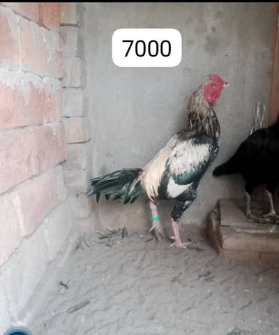 aseel murgi for sale