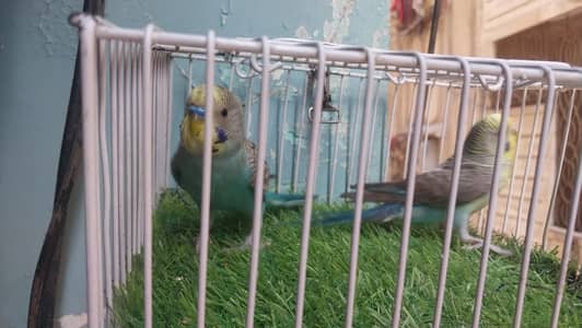 Exhibition hogo working patha