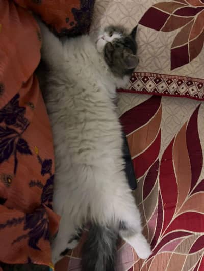 Persion Male Cat for Sale