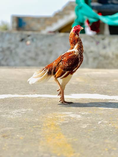 Mianwali aseel patha