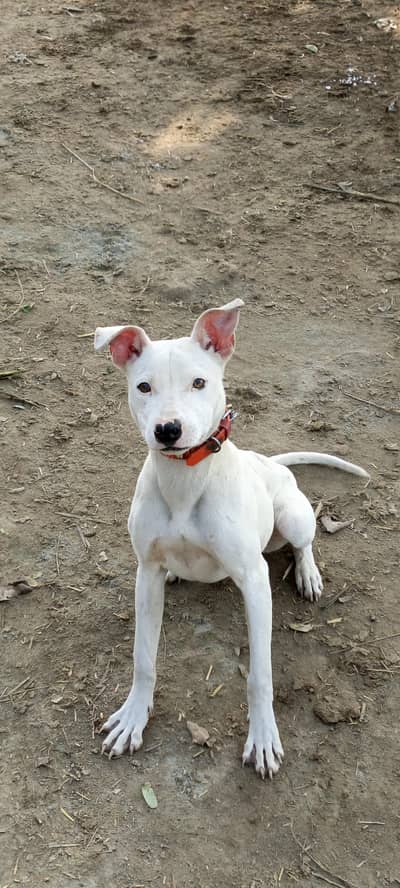 exchange with gultair male video k Liya Whatsapp par rabta kry