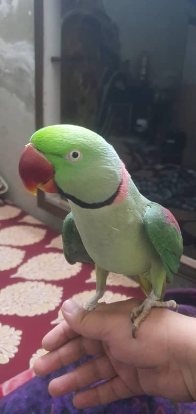 raw parrot male