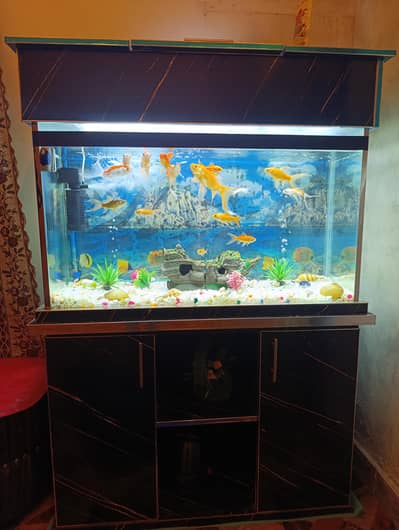 Urgent Sale: Full Aquarium Set: 4 Ft Width, 1 Ft Back, 3.5 Ft Height