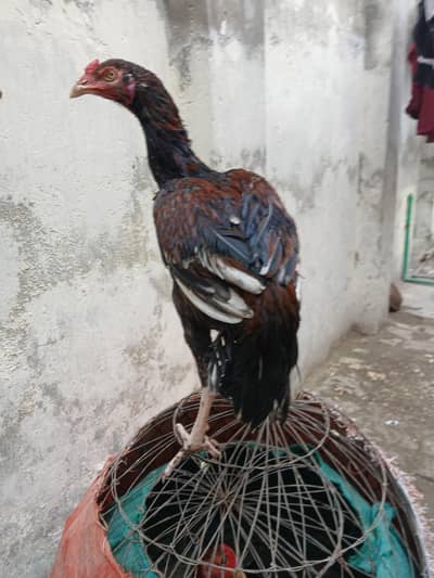 high quality aseel patha exchange