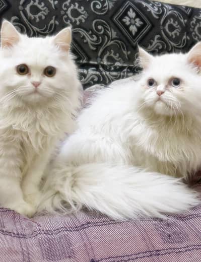 Persian Male And Female Kittens