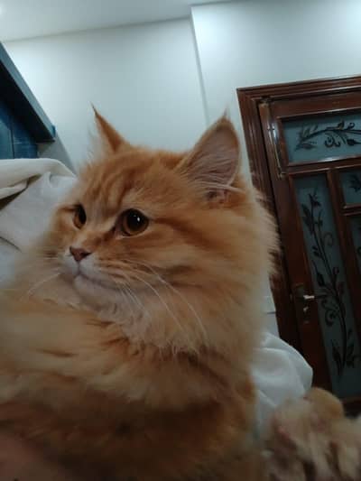 Pure Persian triple coated punch face