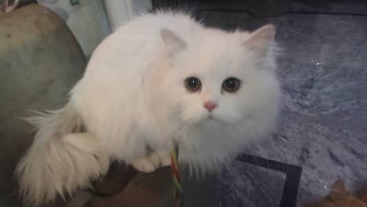 adult female liter train white color