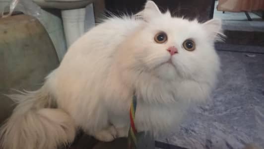 adult female liter train white color