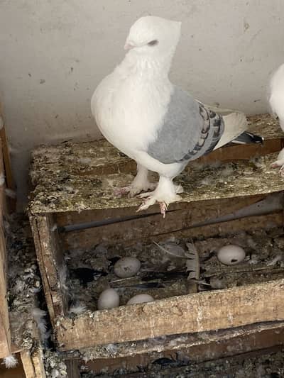 Sentiment breeder pairs, sentinent kabotar, sherazi, exotic pigeons