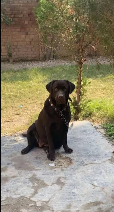 100 person pure labra