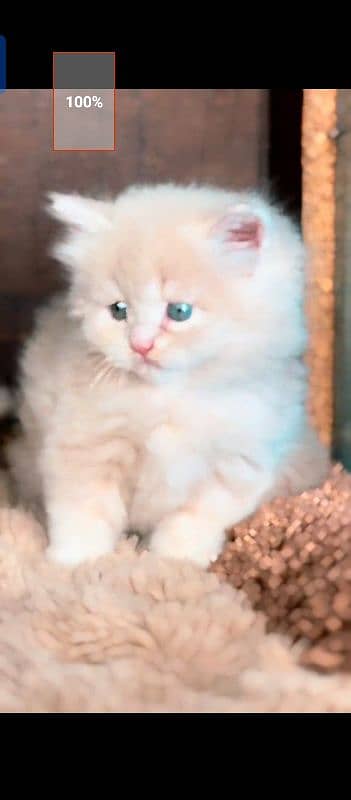 Persian cat for sale male female vaccine clear 0340=14=20=834=