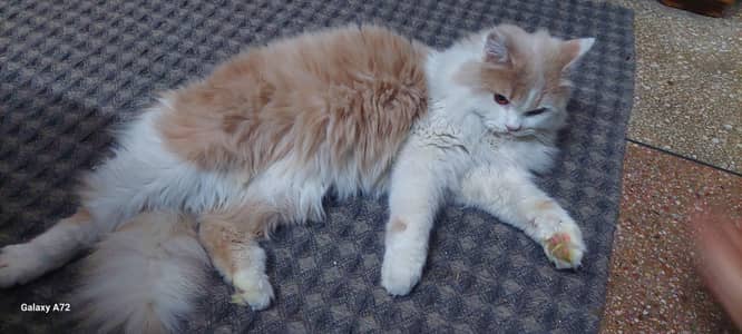 persian male cat
