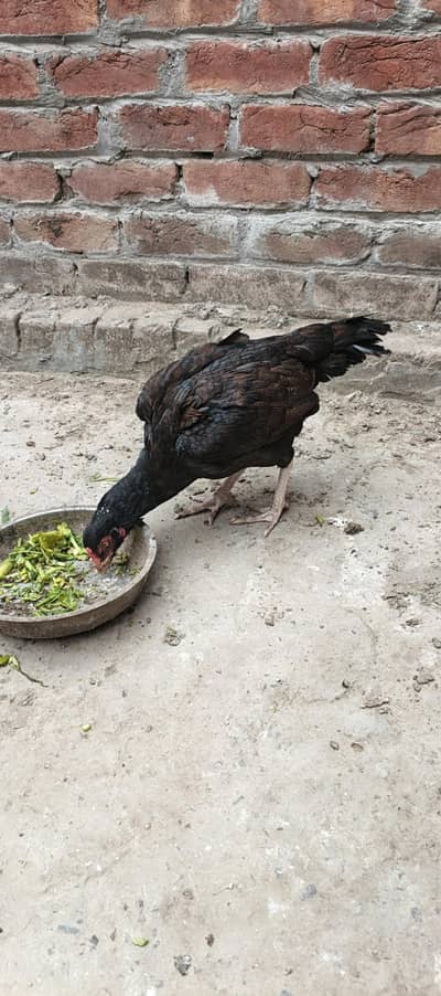 black and brown aseel hen